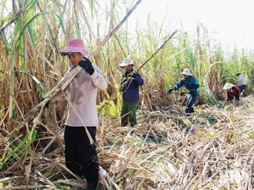 The Ministry of Industry and Trade of Viet Nam initiates a review on the application of anti-circumvention measures on certain cane sugar products (Case number: AR01. AC02. AD13-AS01)