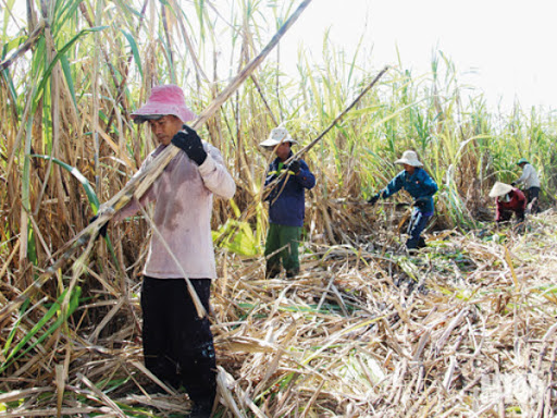 MOIT announces results of the review on anti-circumvention measures against imported sugar products